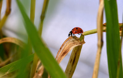 Close-up of ladybug on grass
