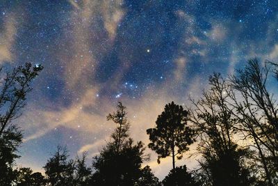 Low angle view of silhouette trees against sky at night