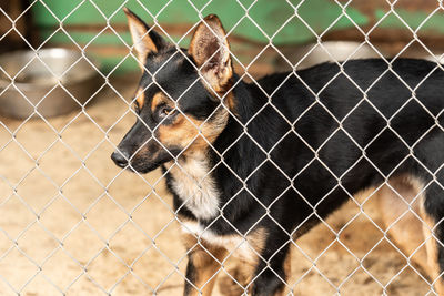 Close-up of dog looking through chainlink fence