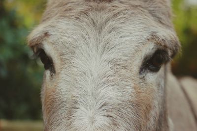 Close-up portrait of horse