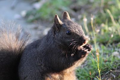 Close-up of a squirrel eating