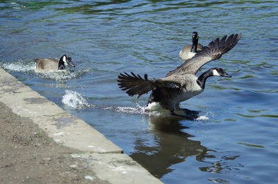 Birds in lake