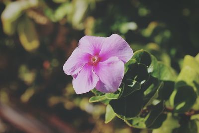 Close-up of pink flower blooming outdoors