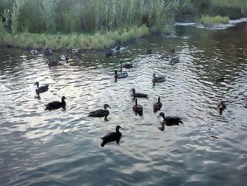 High angle view of ducks swimming in lake