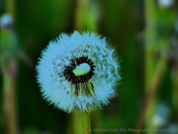 Close-up of dandelion flower