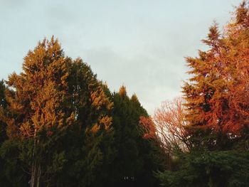 Low angle view of trees against sky