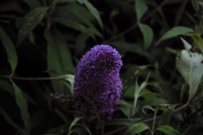 Close-up of purple flowering plant on land