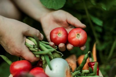 Close-up of hand holding tomatoes