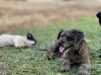 Dog relaxing on field