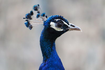 Close-up of a peacock