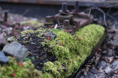 Close-up of moss on rock