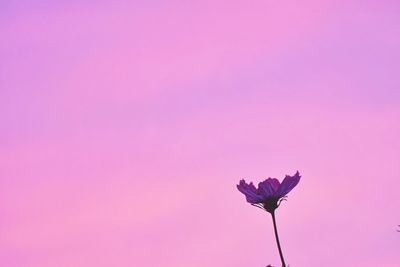 Close-up of pink flowers blooming against sky