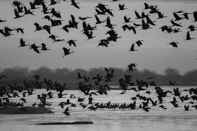 Flock of birds flying over snow