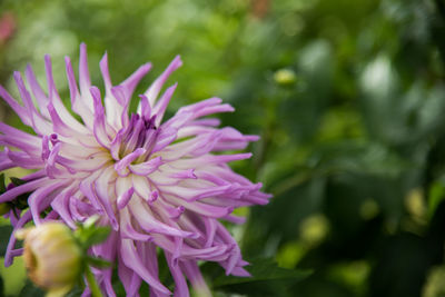 Close-up of pink flower