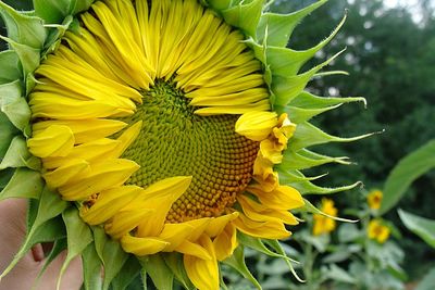 Close-up of yellow flowering plant