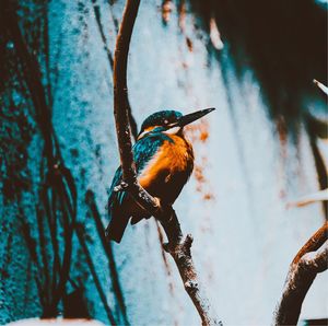 Close-up of bird perching on branch