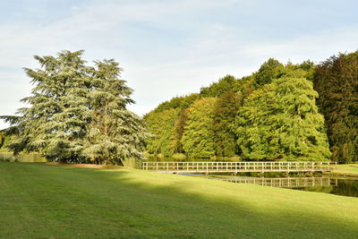 Trees in park against sky