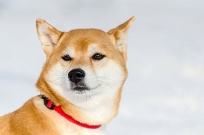 Close-up portrait of a dog