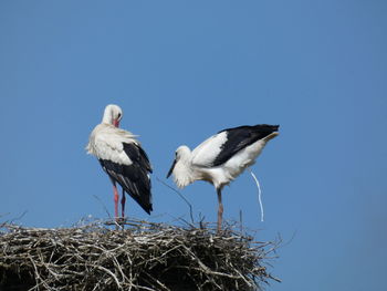 Low angle view of birds perching on nest against clear blue sky