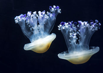 Close-up of jellyfish swimming in sea