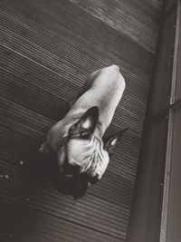 High angle view of dog sleeping on hardwood floor