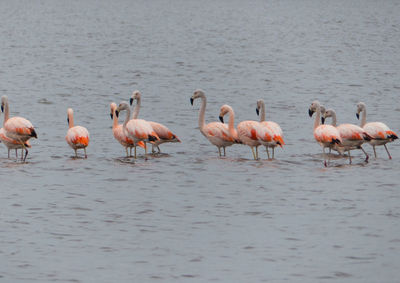 Flock of birds in lake