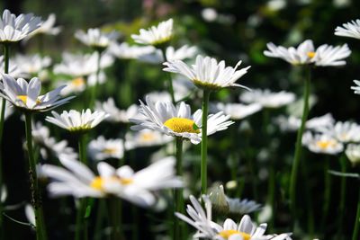 Close-up of white daisy flowers