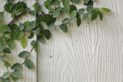 Close-up of ivy on white wall