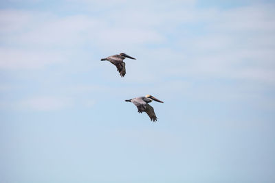 Against a blue sky a male and female pair of brown pelican birds pelecanus occidentalis 