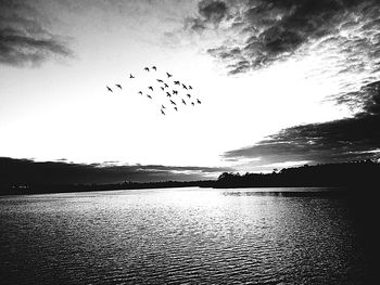 Flock of birds flying over lake