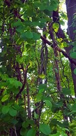 Leaves on tree