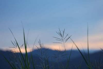 Close-up of wheat field against sky