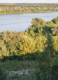 Scenic view of lake in forest