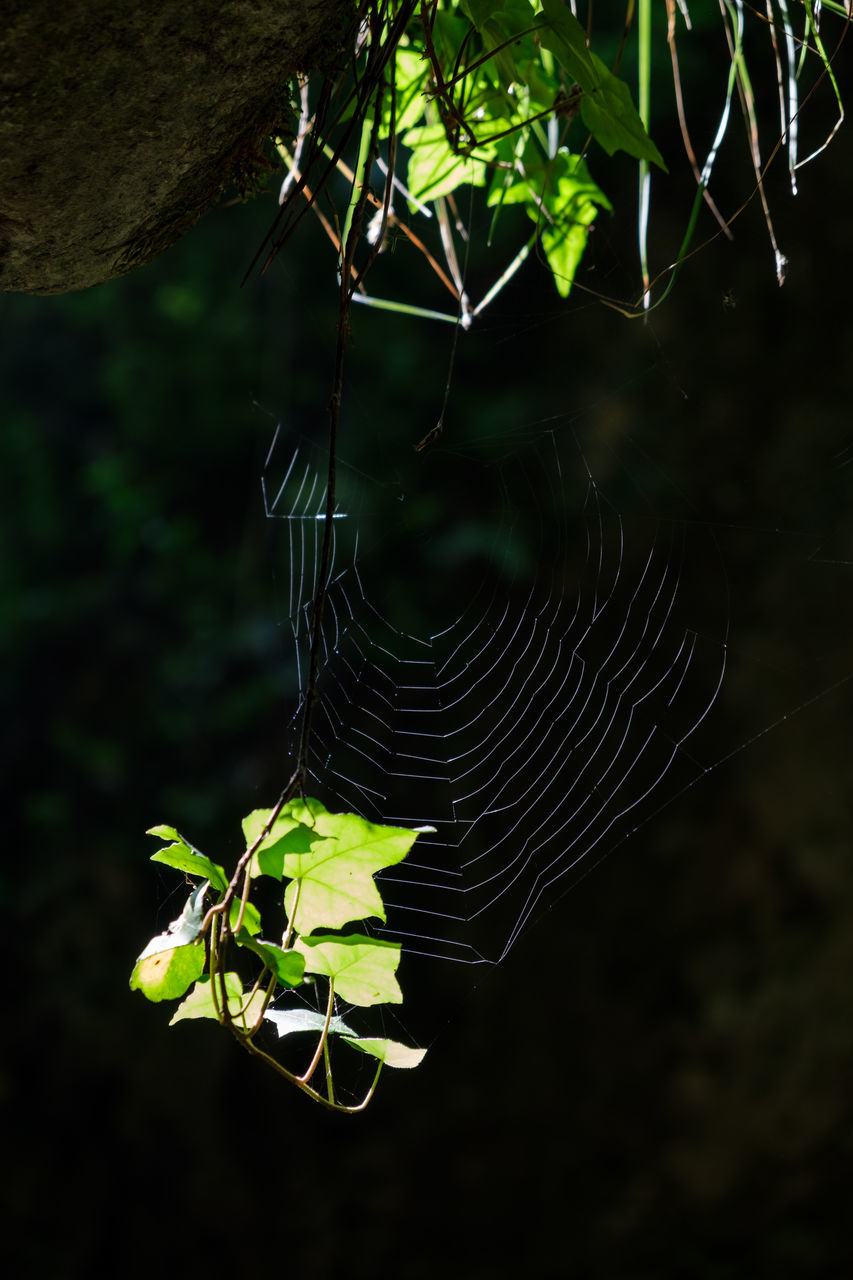 CLOSE-UP OF SPIDER WEB ON LEAVES