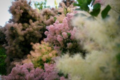 Close-up of pink flowers