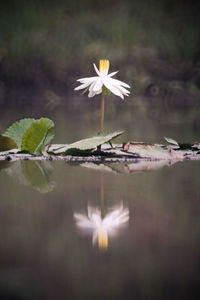 Close-up of white water lily in lake