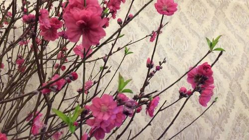 Close-up of pink flowers