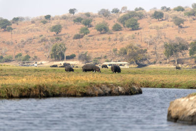 View of hippos on field