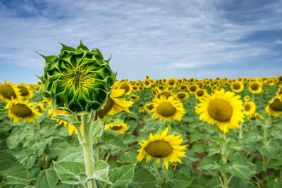 Close-up of sunflower