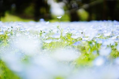 Close-up of white flowering plant