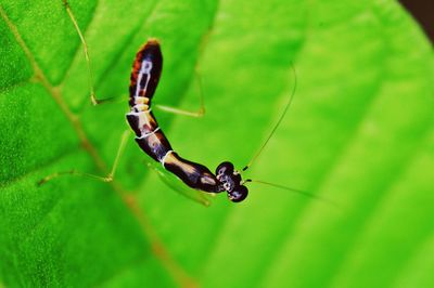 Close-up of insect on leaf