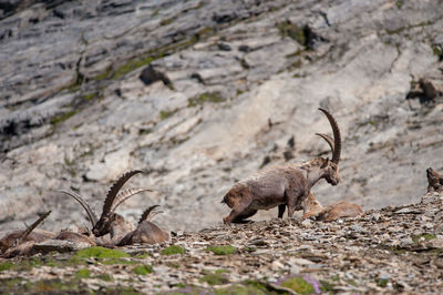 Alpine ibex - capra ibex in hohe tauern national park