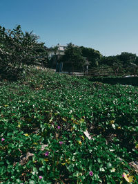 Plants growing on field against sky