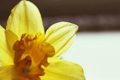 Close-up of yellow daffodil flower