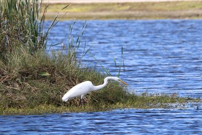 White swan on lake