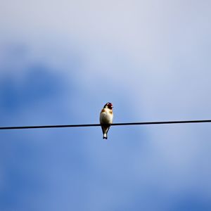 Low angle view of bird perching on cable against sky