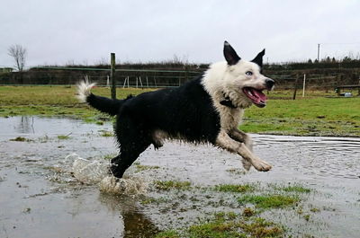 Dog running in river