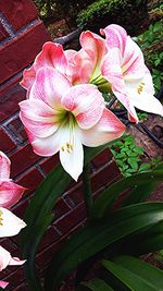 Close-up of pink flower