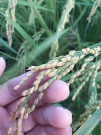 Close-up of hand holding plant