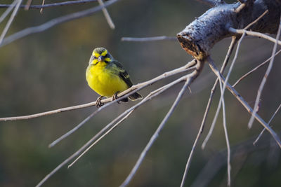 Close-up of bird perching on branch